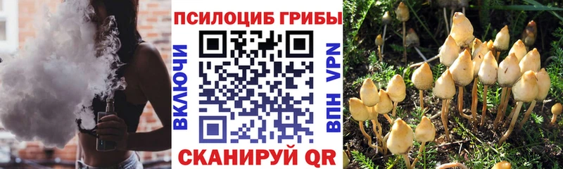 Галлюциногенные грибы Psilocybe  blacksprut сайт  Петушки  как найти закладки 